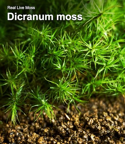 Live Moss 4-Pack for Terrariums,Potted Plants & Floral Decor | Random Varieties, Easy to Revive, Dye-Free, Mixed Green Texture, Bonsai, Potted Plants, Miniature Landscapes, Plant Displays