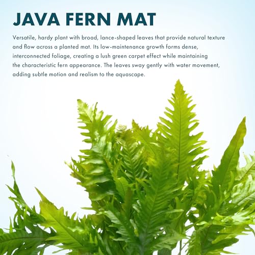 Live Aquarium Plants on Driftwood, Lava Rock, Moss, Fiber Mat - Freshwater Fish Tanks - Easy, Beginner Friendly (Java Fern, Fiber Mat (Large)) - color: Java Fern, size: Mat - Large
