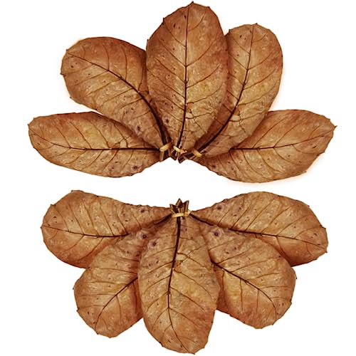 SunGrow 10 Pack Hermit Crab Large Catappa Indian Almond Leaves, Tarantula Dried Leaves for Spawning, Source of Cellulose and Nutrition for Isopods and Crickets, Create Humid Vivarium Habitat, 8”