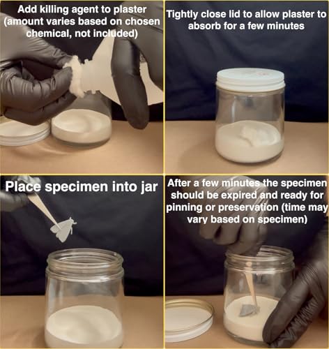 Entomology Specimen Collection Jar – Traditional Killing Jar Design (No Chemicals Included) – for Insect Field Collection, Scientific Study & Educational Use