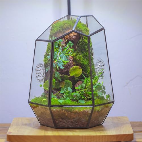NCYP Closed Geometric Glass Enclosure with Front Opening Door & 2 Vent Holes for Insects, Snail, Moss, Fern - 7.9"x6.9"x9.8" Black Irregular Terrarium - Home Garden Tabletop Decor (No Plants)