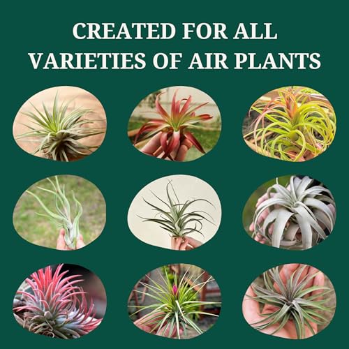 Cute Farms Tillandsia Air Plant Fertilizer | Gentle Weekly Use Formula Plant Food | Formulated Nutrients for Air Plants (8 oz. Spray Bottle) - size: 8 oz