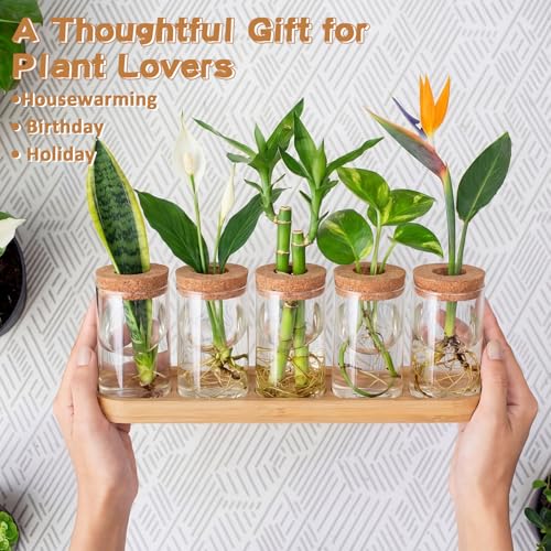 Zhehao 5 Pack Plant Propagation Station Hydroponic Glass Jar Terrarium with Cork Lids Bamboo Tray Desktop Planter for Rooting Cuttings Home Office Garden Decor