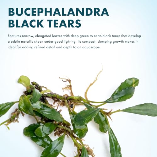 Bucephalandra Black Tears Live Aquarium Plant - Natural Freshwater Fish Tank Decorations, Aquatic Décor - Small Clump (3-5 Plants) - color: Black Tears, size: Loose Mini Clump (3-5 Plants)
