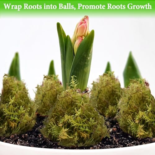 Halatool 12 OZ Natural Green Forest Moss, 18 QT Long Fiber Sphagnum Moss | No Dyes, Water Retention & Areation, Dried Orchid Moss for Potted Plants Indoor & Outdoor, Orchids Repotting, Terrariums - size: 12 oz
