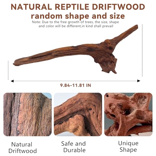 BNOSDM 2PCS Snake Climbing Branches,Reptile Natural Coral Driftwood Branches Decor,Lizard Habitat Decoration Accessories, Terrarium Tree Trunk Ornament for Bearded Dragon Gecko Frog Chameleon Spider - color: 2Pcs 10-12in Reptile Climbing Branches