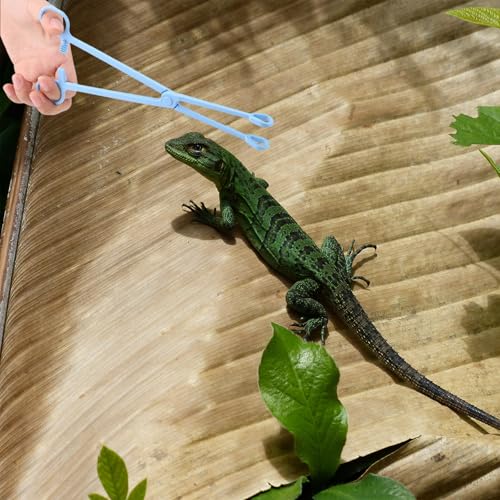 Reptile Feeding Tongs 9.6 Inch Long Plastic Feeding Tool for Live Insects | Long plastic feeding tweezers for reptiles, snakes and exotic pets with controlled handling of feeder insects - color: Light blue