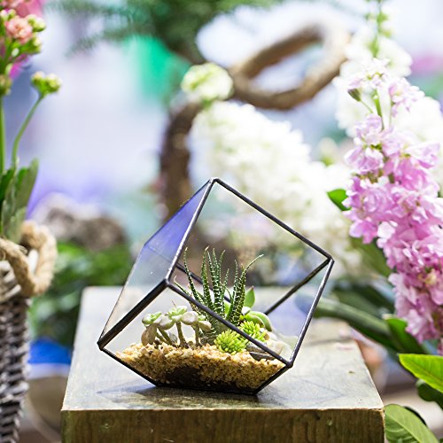 NCYP Small 3.93 Inches Geometric Glass Terrarium Box, Inclined Cube Clear Decorative Planter, Tabletop Air Plant Holder, Succulent Display Flower Pot, Black Centerpiece (No Plants, No Lid)