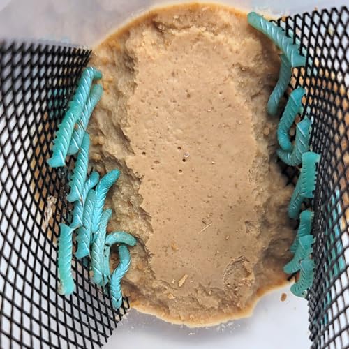 Hornworm Cup (25-35 Count) | Perfect for Reptiles | Live Arrival