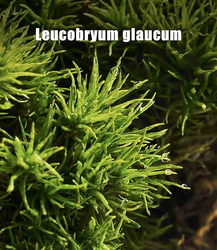 Live Leucobryum Moss 2-Pack 3.5x7in for Terrariums & Bonsai | Soft Cushion Texture, Easy to Shape, Natural Ground Cover, Orchid Displays, Miniature Landscapes, Plant Decor, Moss Art