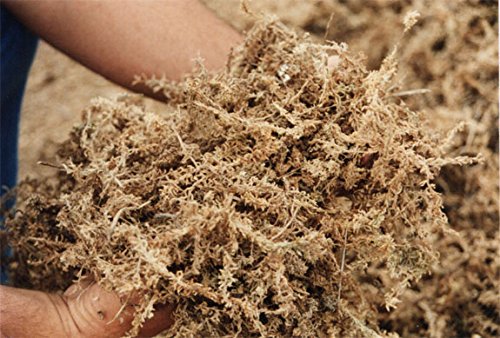 Peruvian Moss: Organic Sphagnum Moss for Orchids, Succulents, Indoor Plants & Reptile Substrate - 1 Kilo