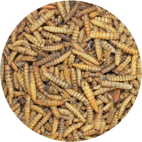 Exotic Nutrition 5LB Bulk Dried Black Soldier Fly Larvae - High-Calcium Insect Treat - Chickens, Wild Birds, Bluebirds - size: 5 Pound (Pack of 1)