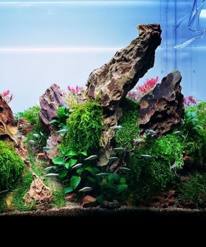 Natural Stone for Aquarium, Terrarium, Paludarium, Reptile Enclosures - Set of Decorative Rocks for Landcapes, Aquascaping, Fish Tank Decor (Dragon Stone, 5 Pounds)