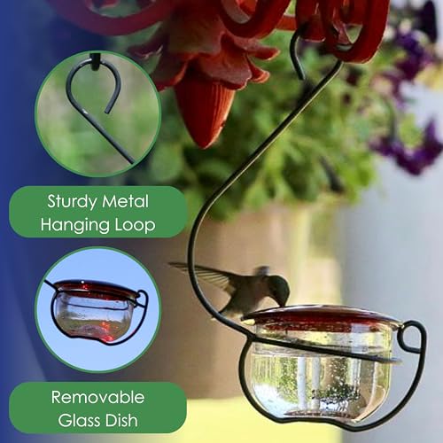 Glass Hummingbird Feeder - Clear Bowl with Red Cap | 4 Feeding Ports - Decorative Hanging Hook - Easy Clean Removable Bowl - Outdoor Nectar Feeder - color: Clear/Red