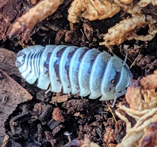 Premium Zebra Isopods - Fancy Clean Up Crew for Your Terrarium or Vivarium