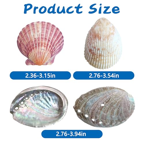 VCEPJH Betta Resting Spot 4 Pcs Shell Bed Toys for Aquarium Betta Hammock with Suction Cups Small Fish Natural Spawning Grounds Breeding Fish Tank Accessories Decorations - color: 2 Pcs Scallops + 2 Pcs Oysters