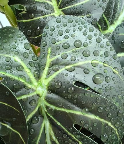 Reptile Fake Plants for Terrarium,Tank Decor Accessories | Artificial Plants for Reptile enclosure,Amphibian Habitat Decoration for Gecko Chameleon Tortoise Snake- Green Monstera - color: Monstera Green