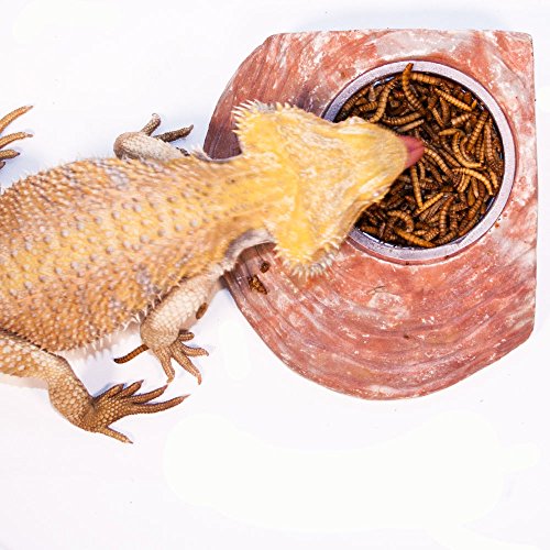 Healthy Herp Insectivore Reptile Treat Mealworms - 0.95 oz (27g) | All Natural, Nutritious Turtle Food, Bearded Dragon Tank Accessories - for Bearded Dragons, Box Turtles, Aquatic Turtles