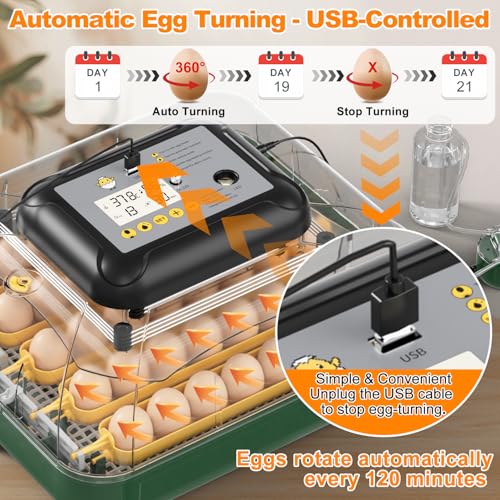 30 Egg Incubator for Hatching Eggs with Auto Egg Turning, High Precision Temperature & Humidity Display, Hatch Day, Egg Candler, Upgraded Motor, Incubator for Hatching Chickens, Higher Hatch Rate - color: Dark Green, size: L- 30 Chicken Eggs