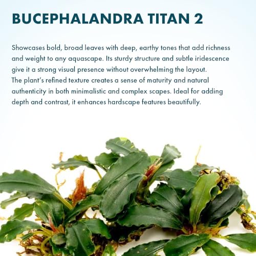 Bucephalandra Titan #2 Live Aquarium Plant - Natural Freshwater Fish Tank Decorations, Aquatic Decor (Small Clump (3-5 Plants)) - color: Titan 2, size: Loose Mini Clump (3-5 Plants)