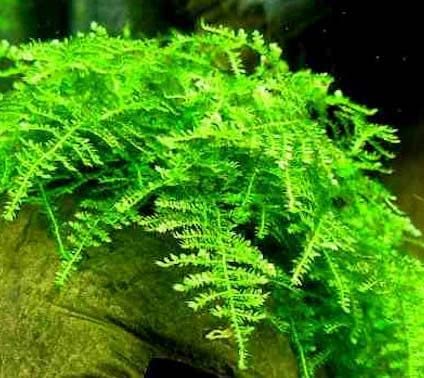 Christmas Moss Vesicularia Montagnei Live Freshwater Aquarium Plant Live Aquarium Moss Buy 2 Get 1 Extra