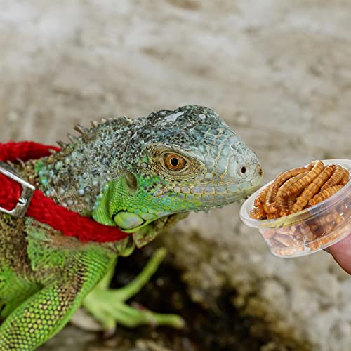 EBOOT 500 Pcs Plastic Feeder Cups - Reptile Water & Food Bowls for Gecko, Lizards, Tarantula & Other Small Pets (0.5oz)