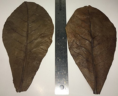 Awesome Aquatic Large Catappa Indian Almond Leaves, 35 Count, 7-9 Inch | Natural tannins Blackwater aquariums Betta shrimp Aquarium conditioning Water enrichment Hermit Crab Leaf Litter