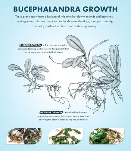 Bucephalandra Krivbass Live Aquarium Plant - Natural Freshwater Fish Tank Decorations, Aquatic Decor (Plant (6-10 Leaves)) - color: Krivbass, size: Loose Plant (6-10 Leaves)