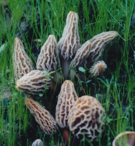 Morel Habitat Kit® & Morel Sticker | Compatible with Any Soil Type Across The U.S., Outdoor Garden & Backyard Cultivation Set, Full Instructions, Made in The USA