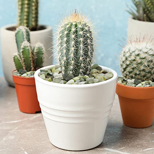 10LB Succulent and Cactus Jade Pebbles, 3/8 Inch Polished Stones | Natural Decorative River Rocks for Indoor Plants, Vases, Planters and Outdoor Gardening - color: Jade, size: 10 Pounds
