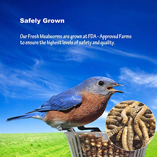 Amzey Fresh Mealworms 8.4 oz (1600 Count Total, 12 Bags) Superior to Live Meal Worms - Premium Food for Leopard Gecko, Birds, Sugar Glider, Hedgehog - High Nutritients, No Preservatives