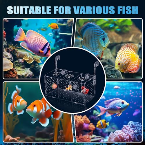 Fish Breeding Box, Acrylic Isolation Box Aquarium Hatchery Incubator with Suction Cups for Newborn Fry, Shrimp, Guppy, Clownfish, Aggressive Fish, 11.5" x 6" x 6"