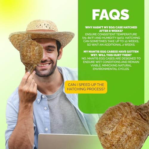 USMANTIS Chinese Praying Mantis Egg Case Kit, 1 Pack | STEM learning project with clear enclosure, supports hatching up to 400 nymphs for observation and educational activities. - size: Pack of 10