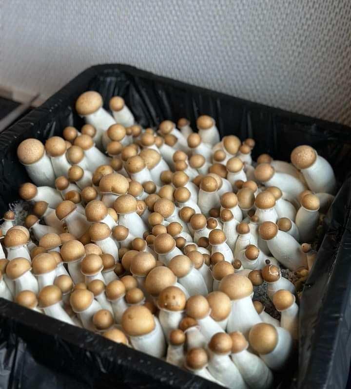 Grower's Select 28Q Cube Mushroom Monotub Fruiting Chamber with Filter Disks and Liner - size: 28 Quart
