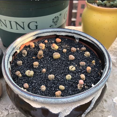 FANTIAN Black Aquarium Sand, 5 lbs Fish Tank Sand | Aquarium Substrate Gravel, Safe for Fish Tank, Shrimp, Turtle, Terrariums, Aquatic, Plant, Fire Pits, Candle, Vase, Crafts - color: Glossy Black, size: 5 LB