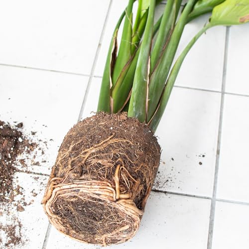Organic Bird of Paradise Potting Soil Mix 1qt, Ideal for Indoor/Outdoor Potted Plants, Promotes Optimal Growth for Bird of Paradise - size: 1qt