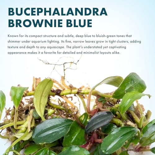 Bucephalandra Brownie Blue Live Aquarium Plant - Natural Freshwater Fish Tank Decorations and Aquatic Decor (Small Clump (3-5 Plants)) - color: Brownie Blue, size: Loose Mini Clump (3-5 Plants)