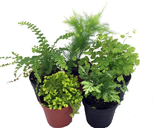 Hirt's Terrarium Kit with 5 Terrarium Plants and 5 Ferns