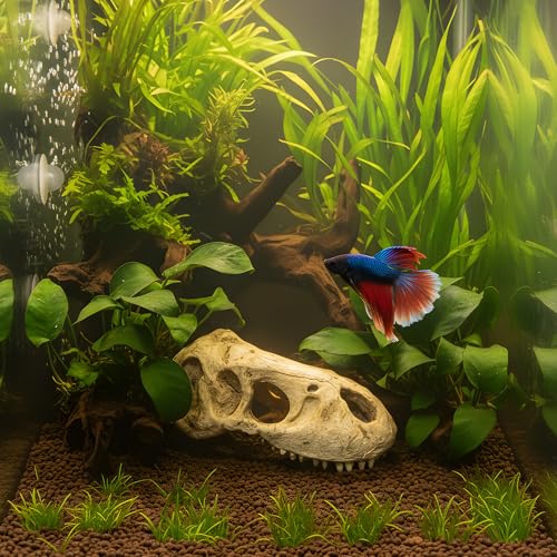 T-Rex Skull, Dinosaur Aquarium Decor & Reptile Terrarium Ornament | Large resin dinosaur fossil replica for fish tanks and reptile enclosures; Jurassic decor for gecko and lizard habitats