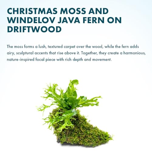 Live Aquarium Plants on Driftwood - Java Fern Windelov with Moss - Freshwater Fish Tanks - Easy, Beginner Friendly - Driftwood Medium - color: Windelov & Christmas Moss, size: Driftwood - Medium