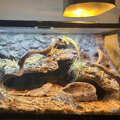 Reptile Water Dish Food Bowl, Resin Rock Bowls for Amphibians | Small Reptile Feeding Bowls for Bearded Dragon Lizard Frog Gecko Tortoise Hermit Crab Snail Spider Snake, Mini Terrarium Bowl