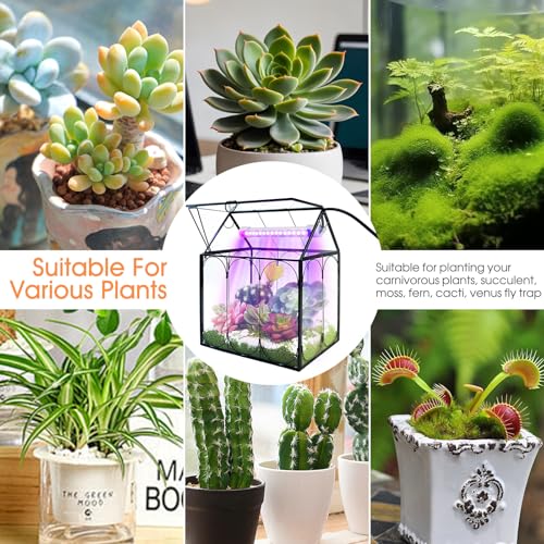 RIFNY Plant Terrarium with Grow Light, Glass Terrarium 7.1 x 4.8 x 8.8 Inch | Terrarium with LED Grow Light and Absorbent Mat for Venus Fly Trap Succulent Live Air Plants Indoor Home Office Decor - size: Black-Small with Plant Light