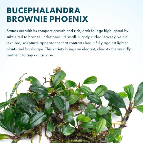 Bucephalandra Brownie Phoenix Live Aquarium Plant - Natural Freshwater Fish Tank Decorations, Aquatic Decor (Small Clump (3-5 Plants)) - color: Brownie Phoenix, size: Loose Mini Clump (3-5 Plants)