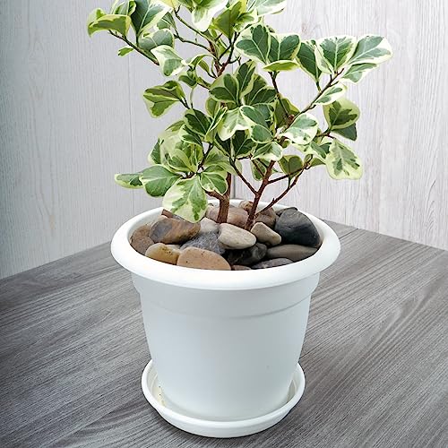 2lbs Aquarium Rocks, 5/8" Natural Mixed Pebbles for Plants | Decorative Polished River Rocks for Fish Tank, Landscaping, Gardening, Flower Pots, Vase Fillers, Indoor Water Fountains - size: 5/8 Inch