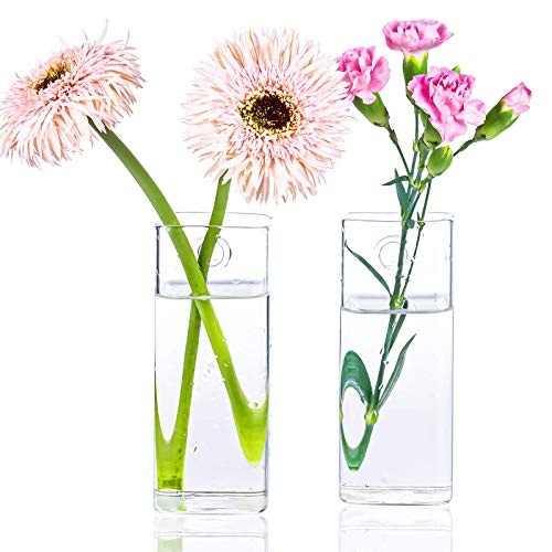Square Glass Propagation Vase 2 Pack, Wall Hanging Hydroponic Planter | Borosilicate glass, clear & sturdy. Wall-mount. Ideal for succulents, herbs, hydroponics. Space-saving decor for home office - color: Square Tube