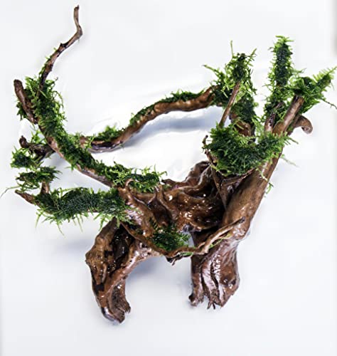 Mini Christmas Moss Live Aquarium Plant - Freshwater Fish Tank Decorations for Natural Decor (Large Cup) - color: Mini Christmas - Large Cup, size: 1 Pack