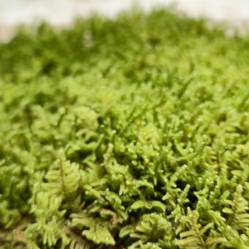Live Sheet Moss β Fresh Harvested Real for Terrariums, Fairy Gardens, Reptile Habitats, Ground Cover, Kokedama & Dioramas β 8"x10" Re-Sealable Bag β Natural, Moisture-Retaining