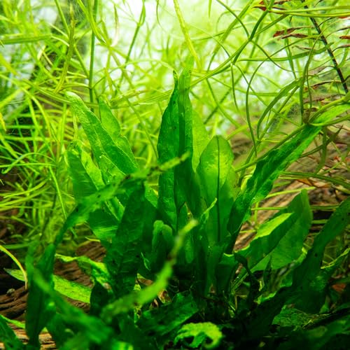 Java Fern Live Aquarium Plants - Freshwater Plant for Fish Tanks - Beginner Friendly, Low Light (Java Fern, Bare Root (1 Piece)) - color: Java Fern, size: Bare Root - 1 Count