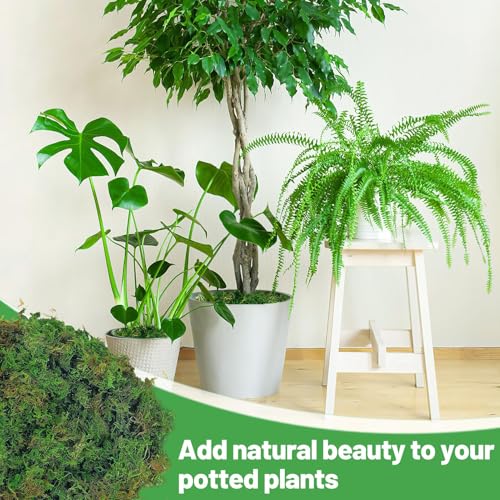 35oz Jumbo Pack Natural Green Moss for Plants Indoor - Bulk Dried Forest Real Moss for Crafts, Artificial Fairy Gardens, Mosswall, Glass Terrariums, Floral Design, Home Decor - style: 35oz