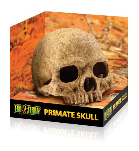 Exo Terra Primate Skull Terrarium D